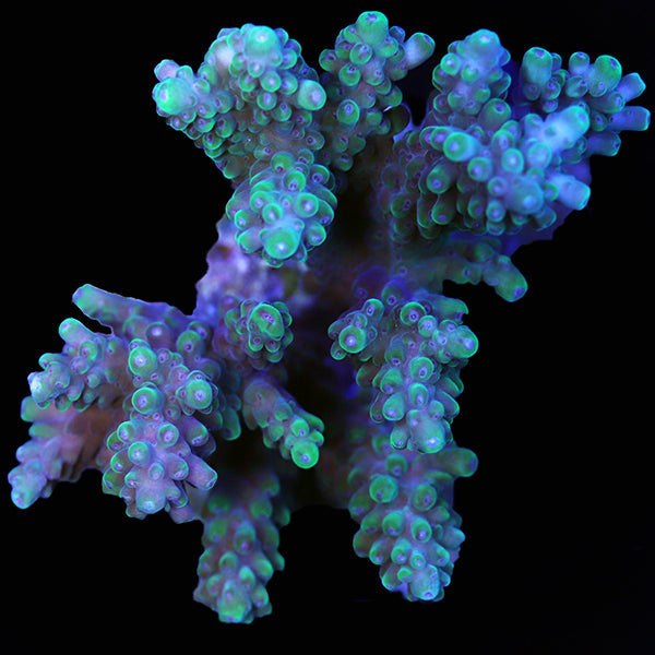 WYSIWYG cultured Acropora 8