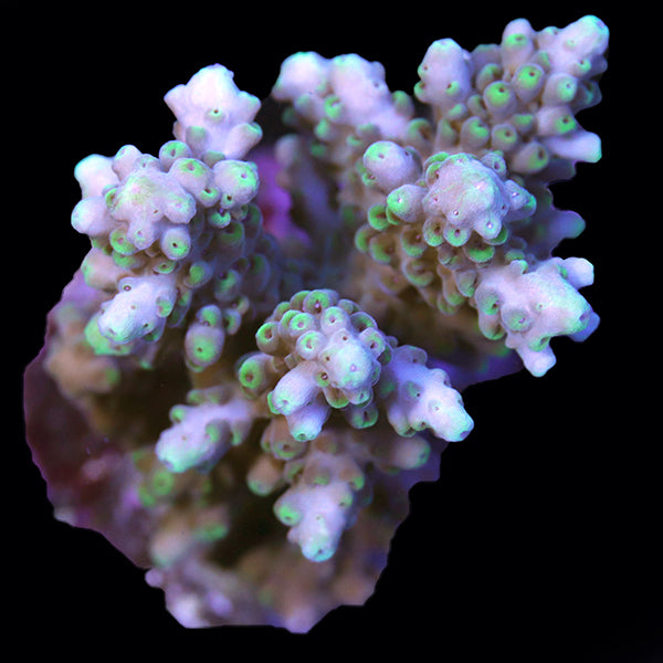 WYSIWYG cultured Acropora 9