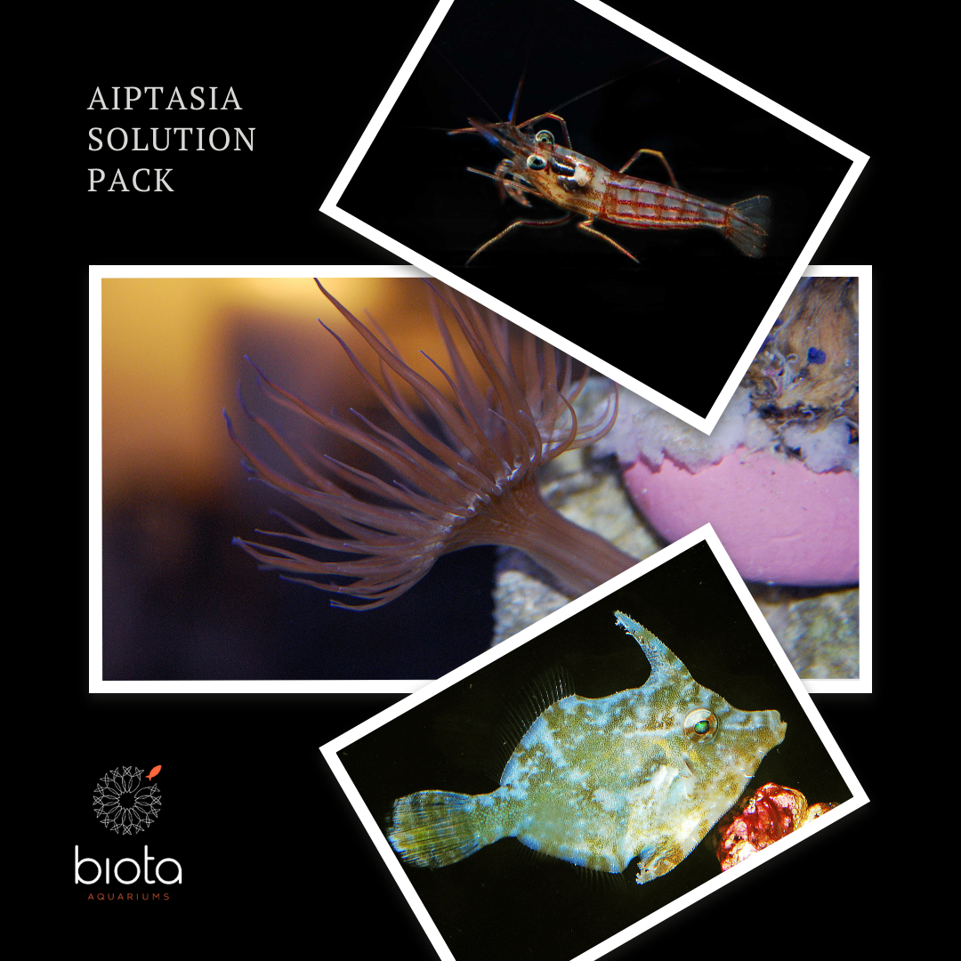 Aiptasia Solution Pack