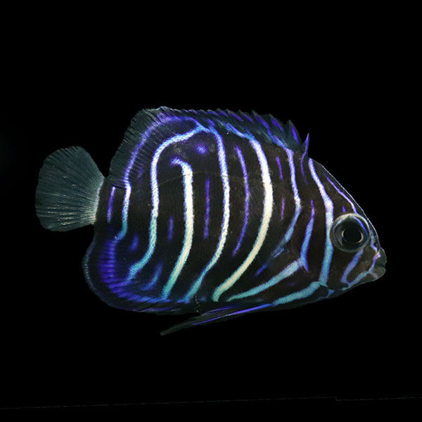 Annularis Angelfish