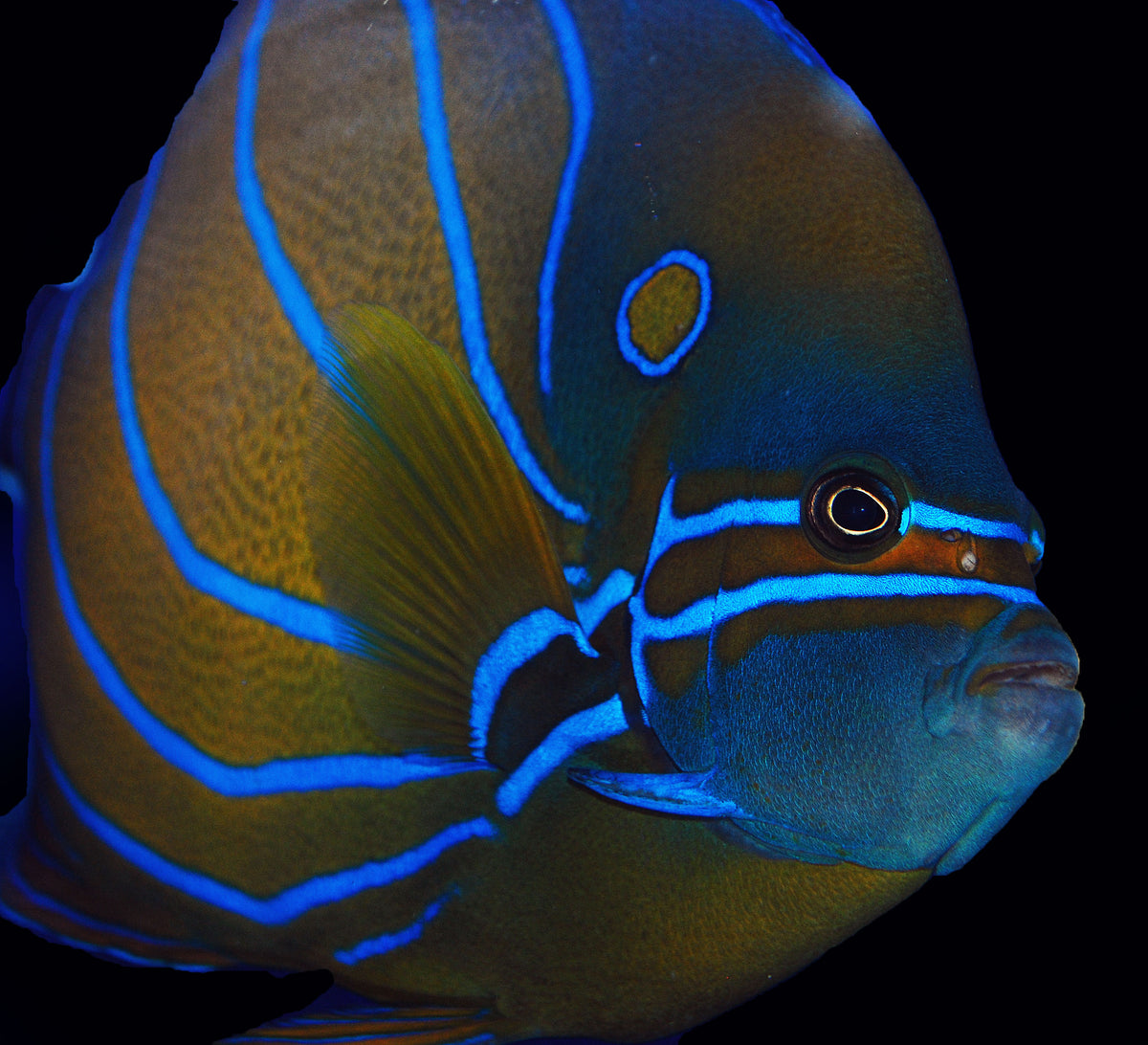 Annularis Angelfish