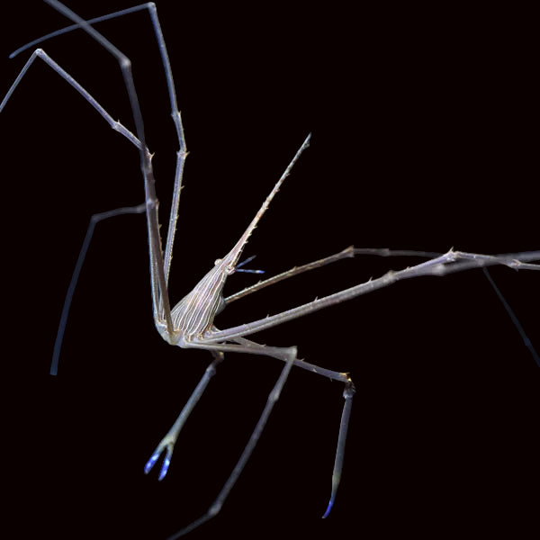 Arrow Crab