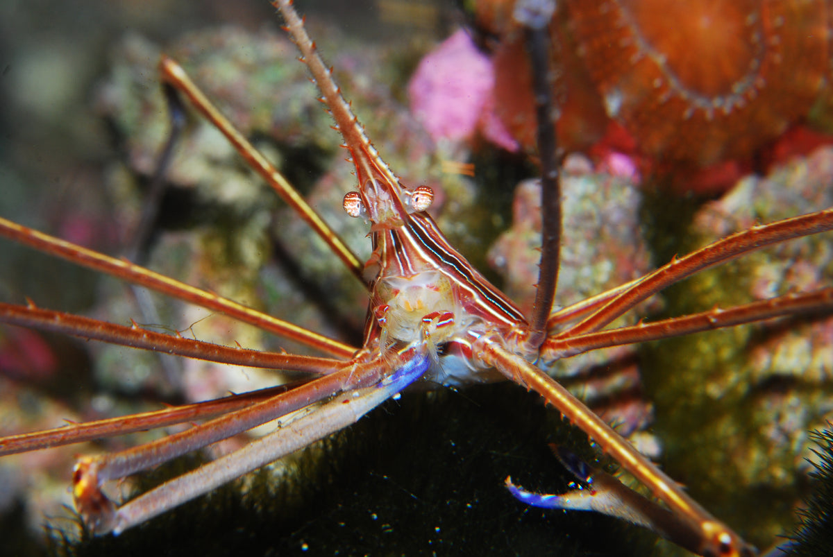 Arrow Crab