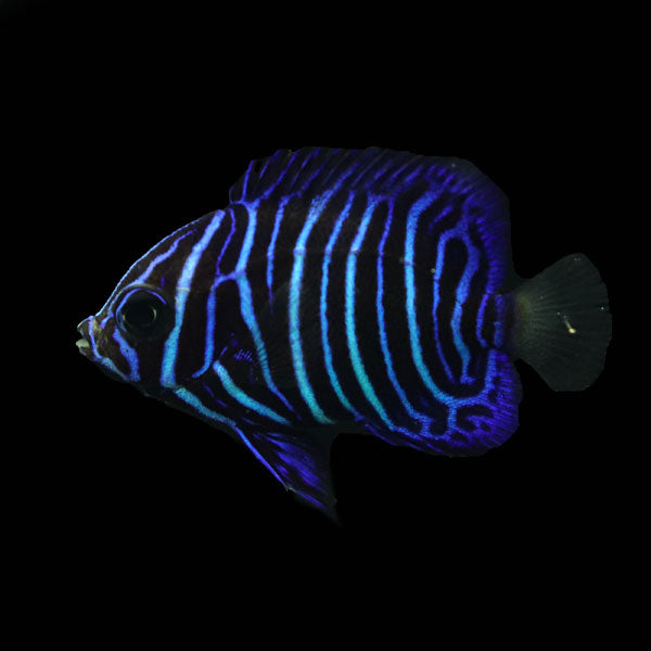 WYSIWYG Bali captive bred Asfur Angelfish 1
