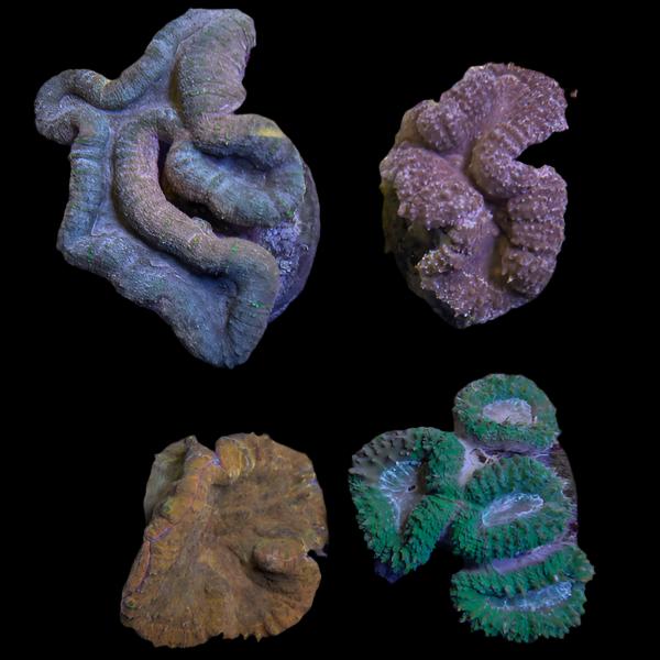 Assorted Lobophyllia