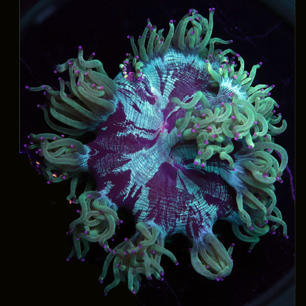 WYSIWYG cultured Elegance Coral 1