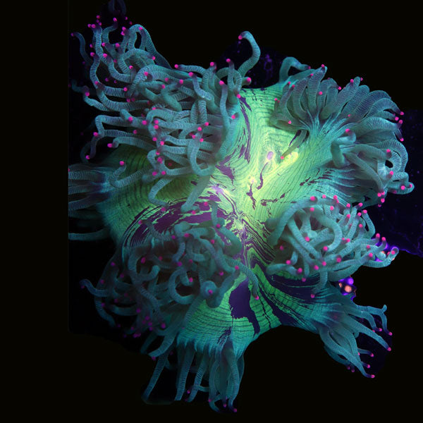 WYSIWYG cultured Sprung Elegance Coral 2