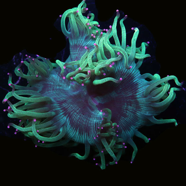WYSIWYG cultured Elegance Coral 3