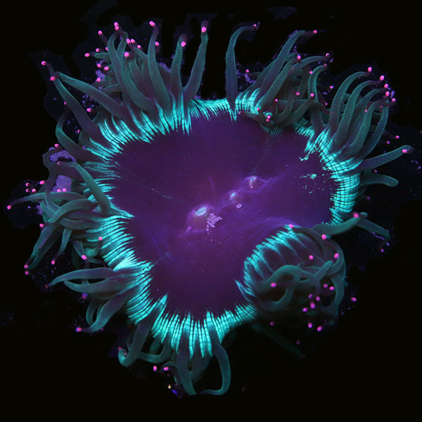 WYSIWYG cultured Elegance Coral 4