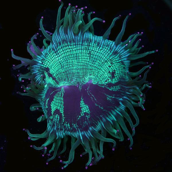 WYSIWYG cultured Sprung Elegance Coral 5