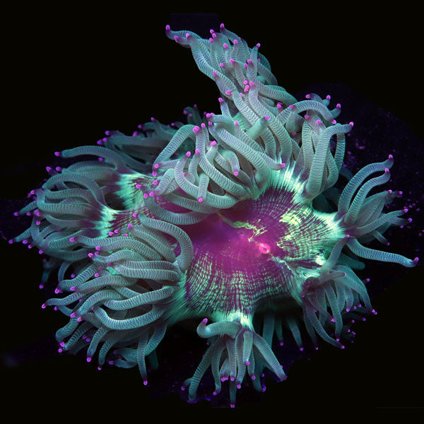 WYSIWYG cultured Sprung Elegance Coral 6