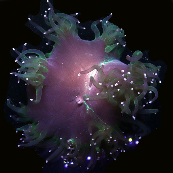 WYSIWYG cultured Purple Elegance Coral 7