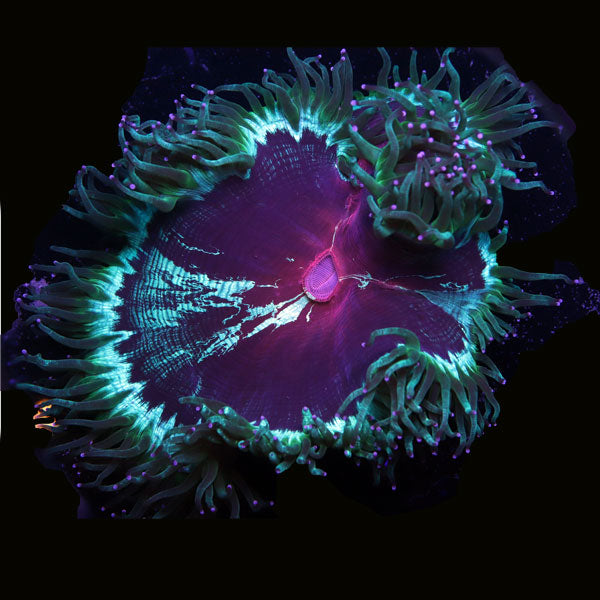 WYSIWYG cultured XL Elegance Coral 8