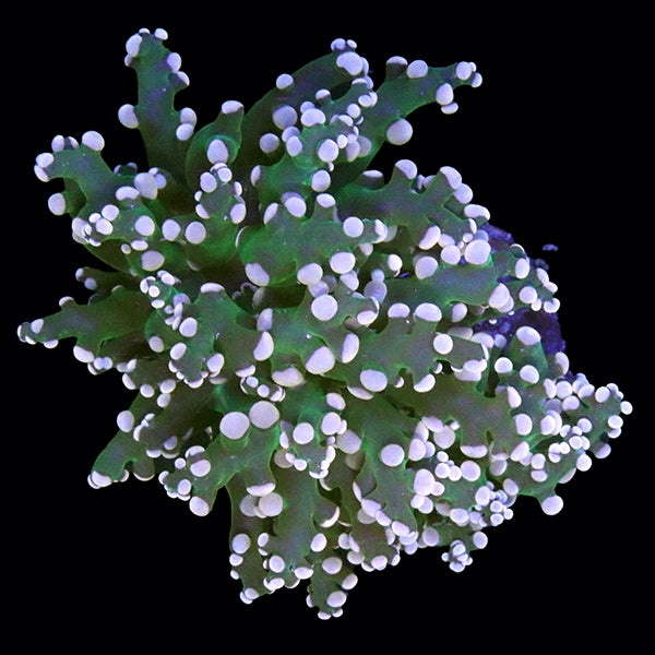WYSIWYG cultured Green Frogspawn B1