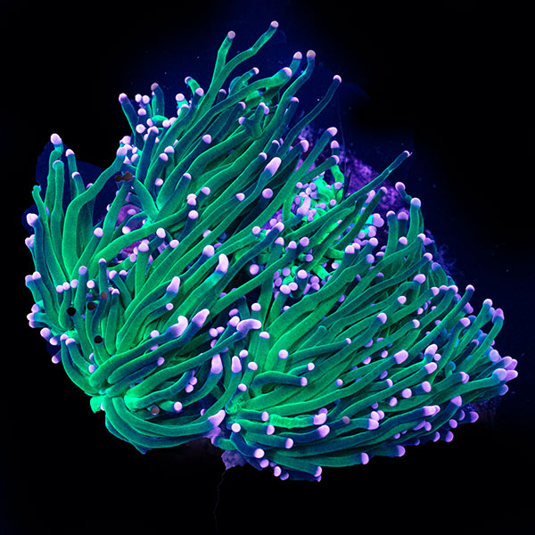 WYSIWYG cultured Torch Coral 10