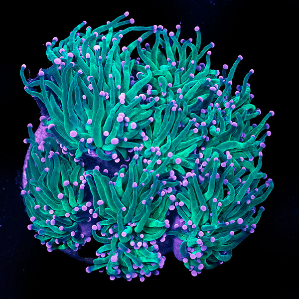 WYSIWYG cultured Torch Coral 11