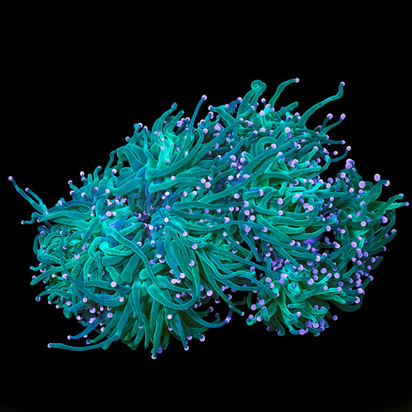 WYSIWYG cultured Torch Coral 12