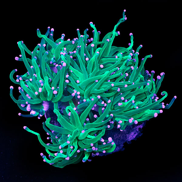 WYSIWYG cultured Torch Coral 13