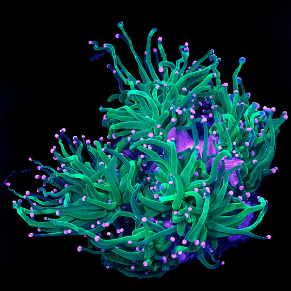 WYSIWYG cultured Torch Coral 14