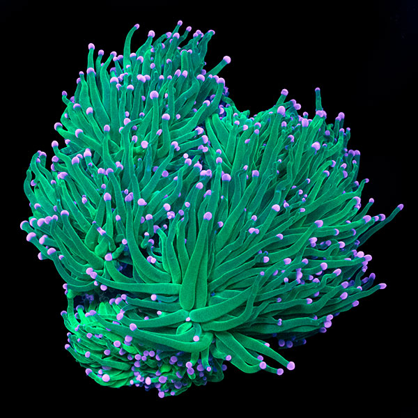 WYSIWYG cultured Torch Coral 15