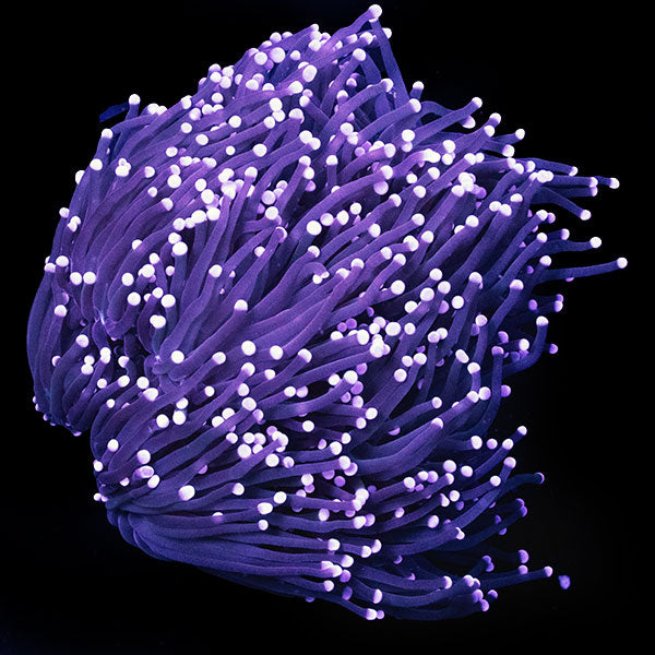 WYSIWYG cultured Black Torch Coral 1