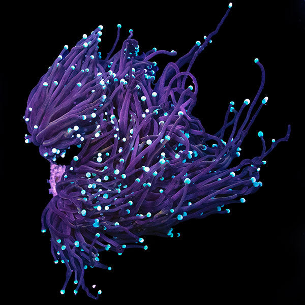 WYSIWYG cultured Black Torch Coral 2