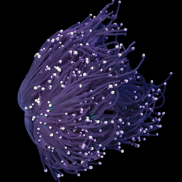 WYSIWYG cultured Black Torch Coral 3