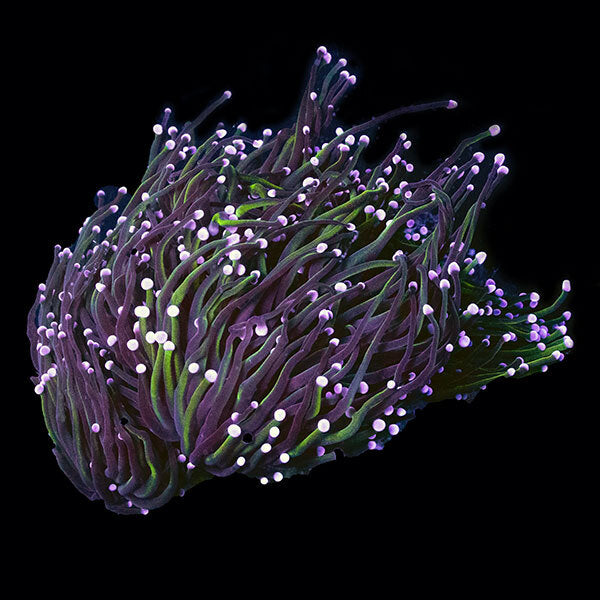 WYSIWYG cultured Torch Coral 4