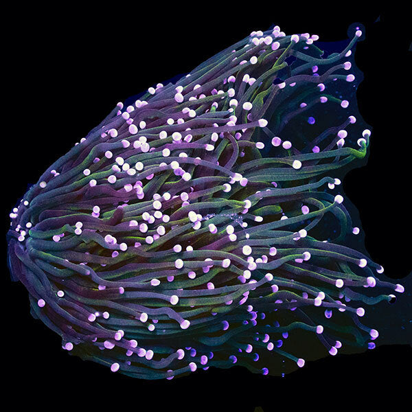 WYSIWYG cultured Torch Coral 5