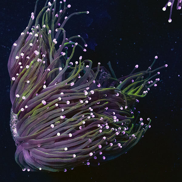 WYSIWYG cultured Torch Coral 6