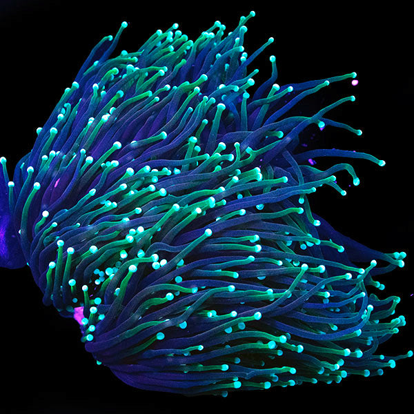 WYSIWYG cultured Dragon Soul Torch Coral 7