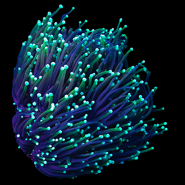 WYSIWYG cultured Dragon Soul Torch Coral 8