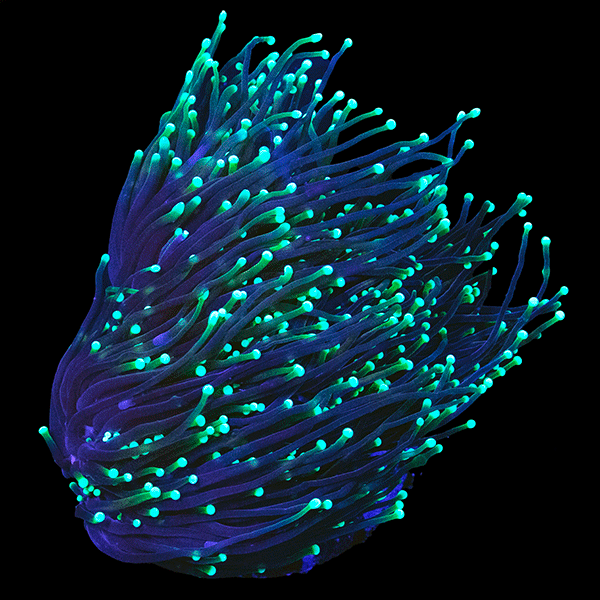 WYSIWYG cultured Dragon Soul Torch Coral 9