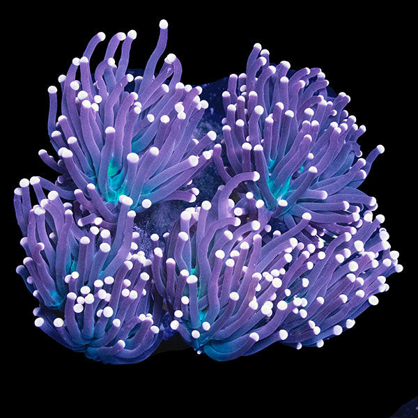 WYSIWYG cultured Black Torch Coral