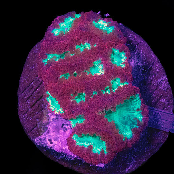 WYSIWYG cultured red Blastomussa 10