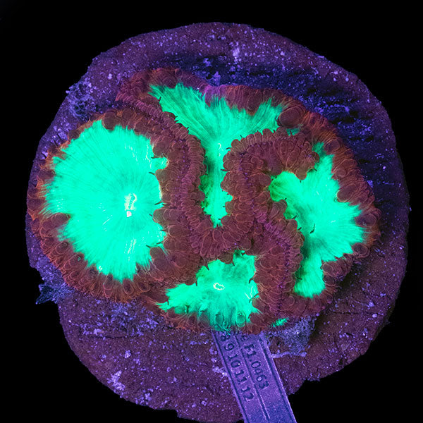 WYSIWYG cultured red Blastomussa 11