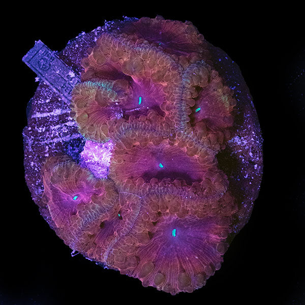 WYSIWYG cultured red Blastomussa 12