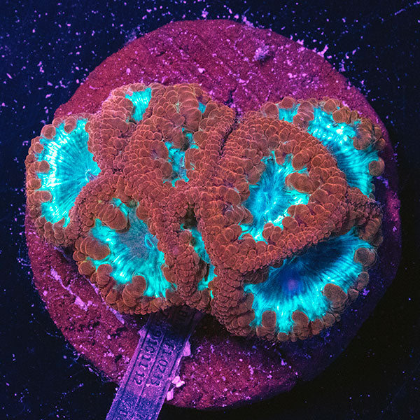 WYSIWYG cultured red Blastomussa 13