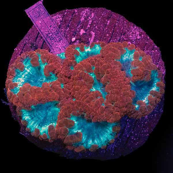 WYSIWYG cultured red Blastomussa 14