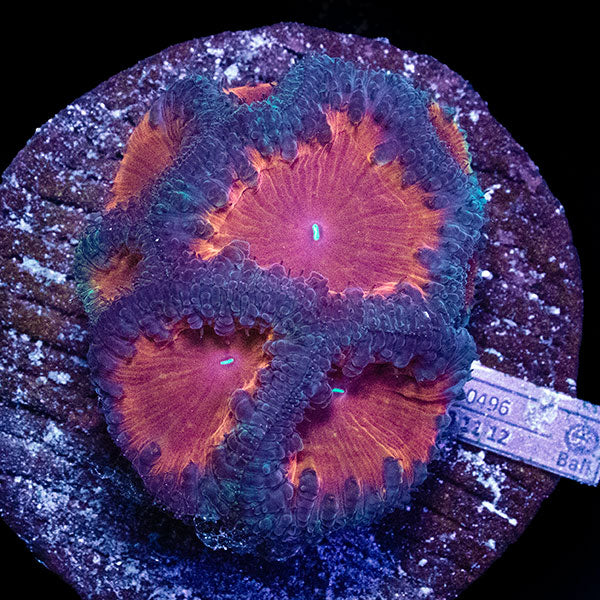 WYSIWYG cultured red Blastomussa 15