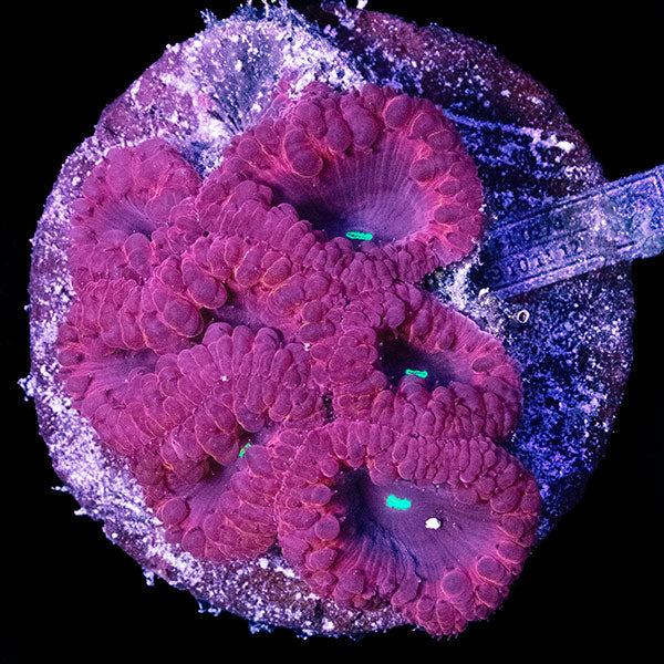 WYSIWYG cultured red Blastomussa 16