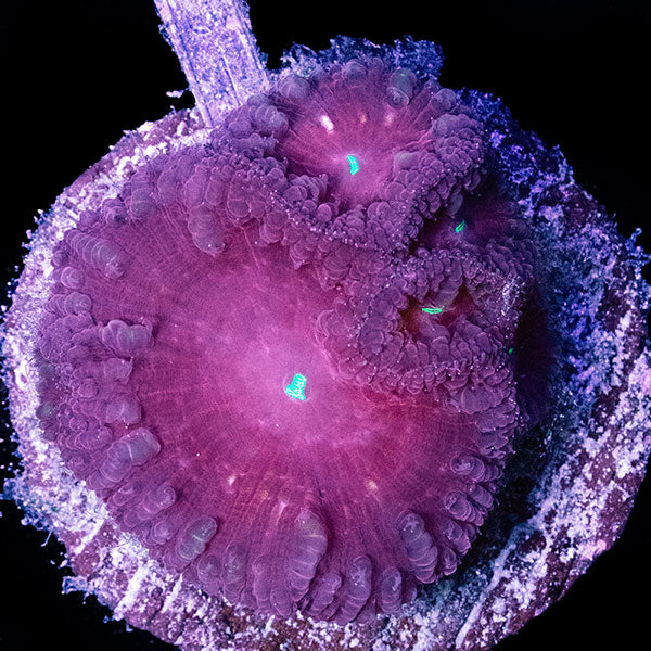 WYSIWYG cultured red Blastomussa 17