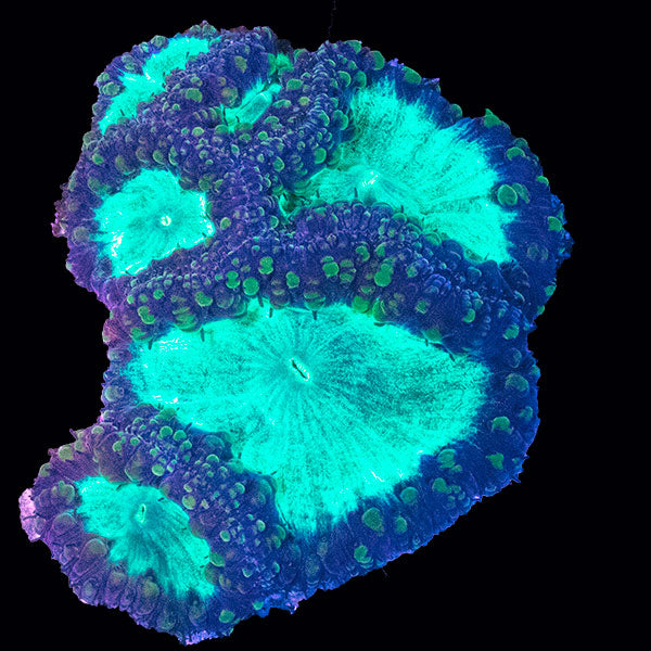 WYSIWYG cultured mixed Blastomussa 18