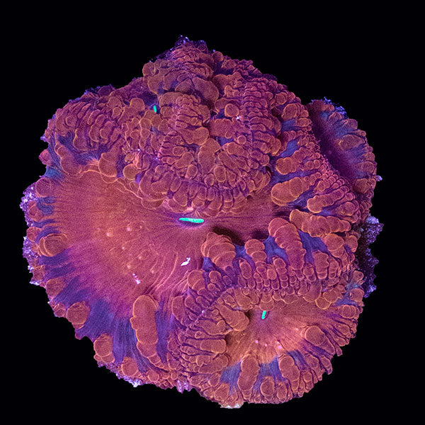 WYSIWYG cultured red Blastomussa 1