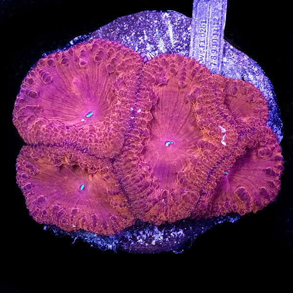 WYSIWYG cultured red Blastomussa 2