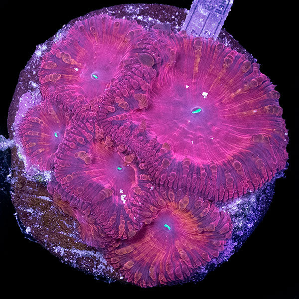 WYSIWYG cultured red Blastomussa 3