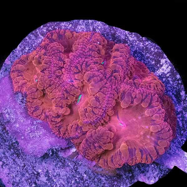 WYSIWYG cultured red Blastomussa 4