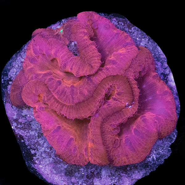 WYSIWYG cultured red Blastomussa 5