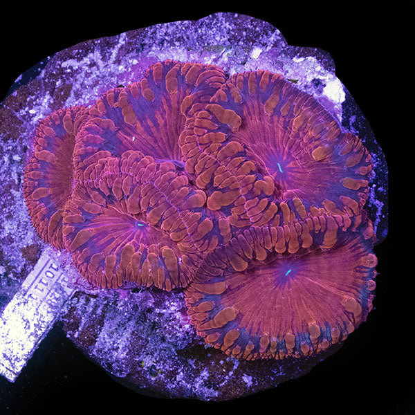 WYSIWYG cultured red Blastomussa 6