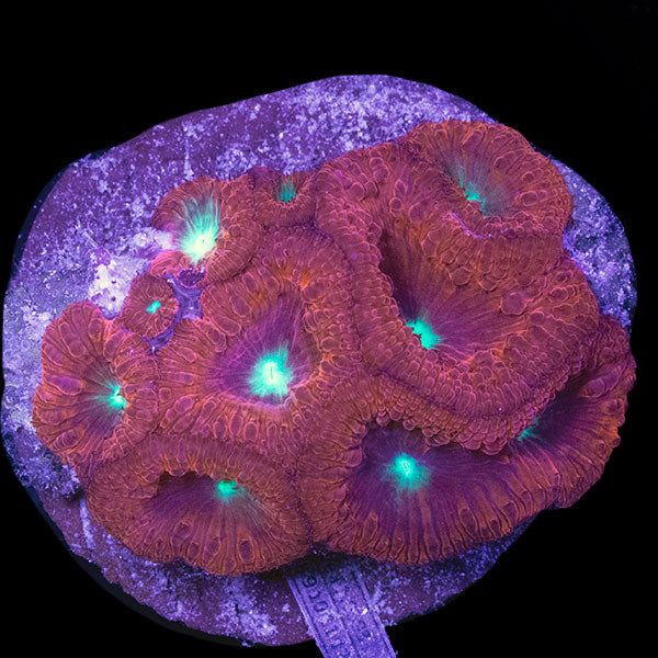 WYSIWYG cultured red Blastomussa 7